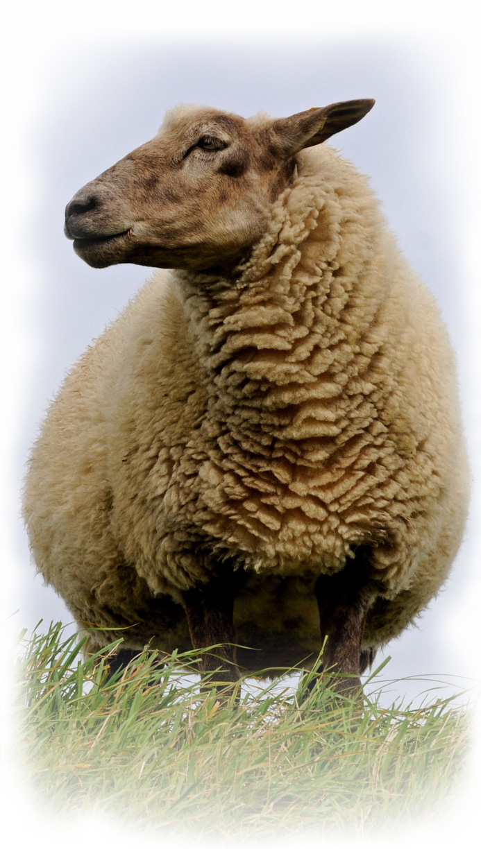 about-page-sheep-colour