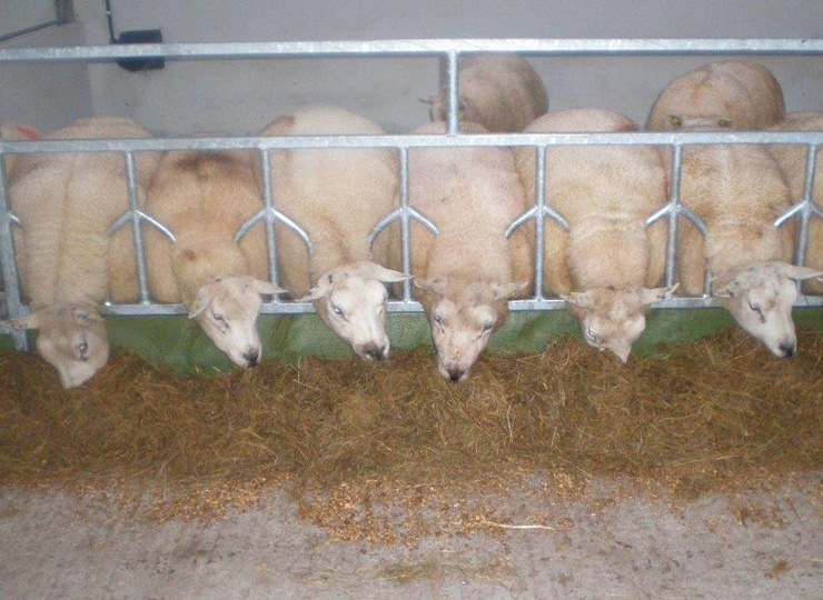 products-Individual-Sheep-Head-Barrier