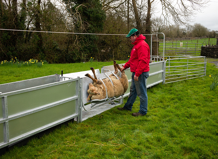 Used Sheep Equipment For Sale at Elizabeth Benson blog